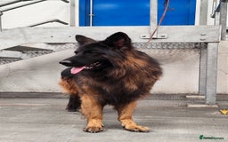 German Shepherd dogs for sale: Outstanding KC german shepherd puppies - Image 12