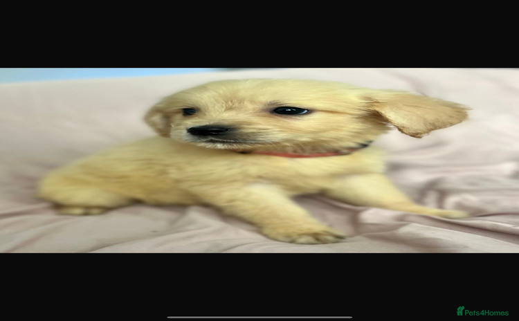 Golden Retriever dogs - Advert 1