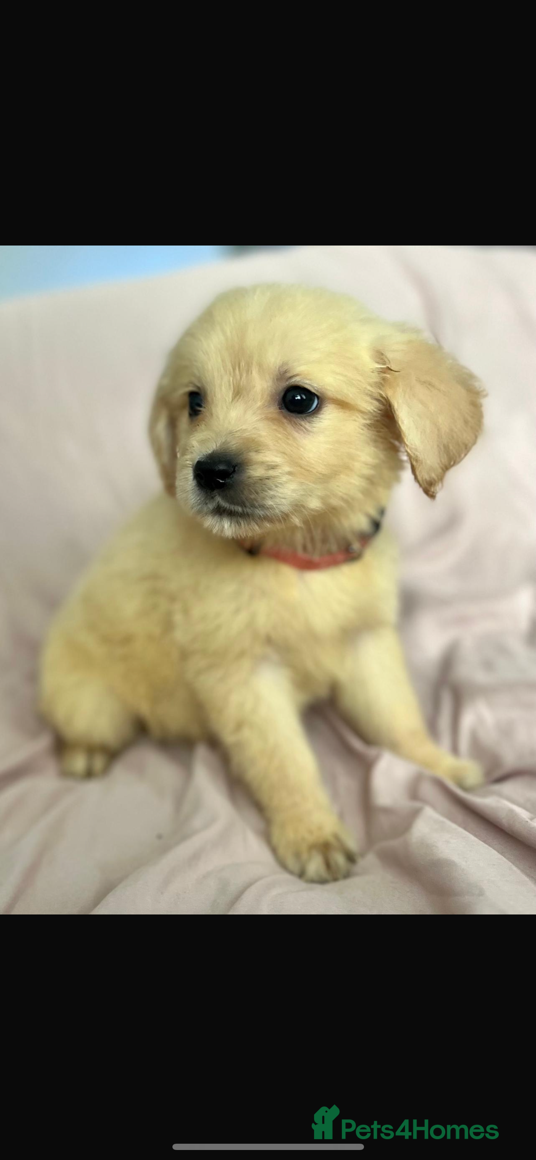 Golden Retriever dogs for sale: 🌟Beautiful champion🏆Golden retriever puppies🌟  - Image 1