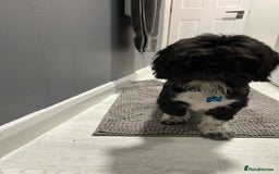 Shih Tzu dogs for sale: Teddy 5 months old Shih Tzu  - Image 5