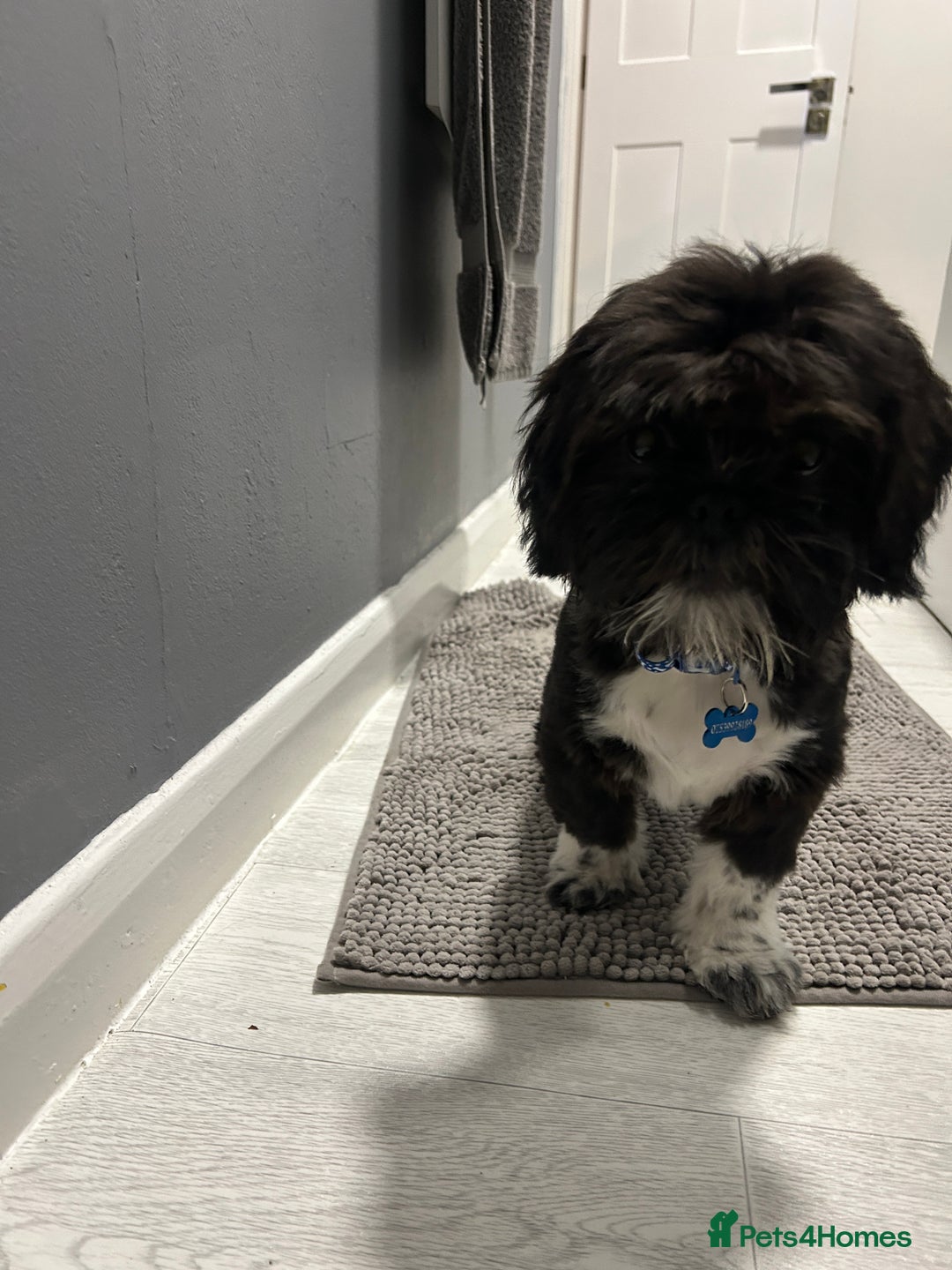 Shih Tzu dogs for sale: Teddy 5 months old Shih Tzu  - Image 5