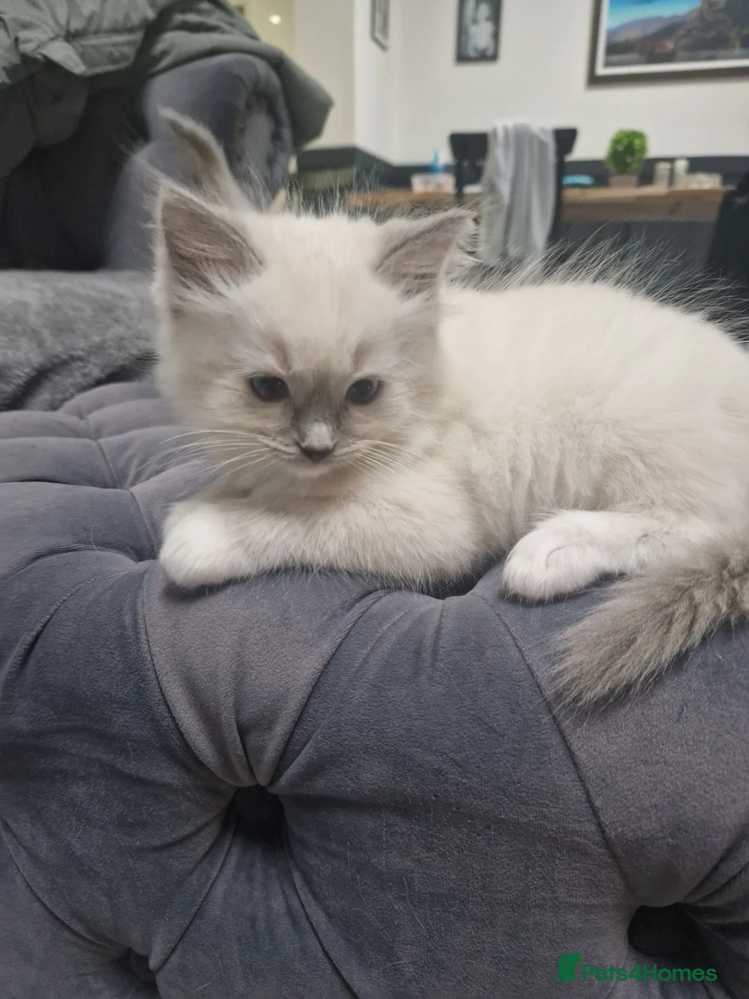 Ragdoll cats for sale: Beautiful mitted bluepoint ragdolls - Advert 18
