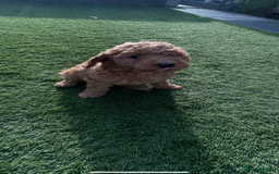 Toy Poodle dogs for sale: Toy poodles - Image 5