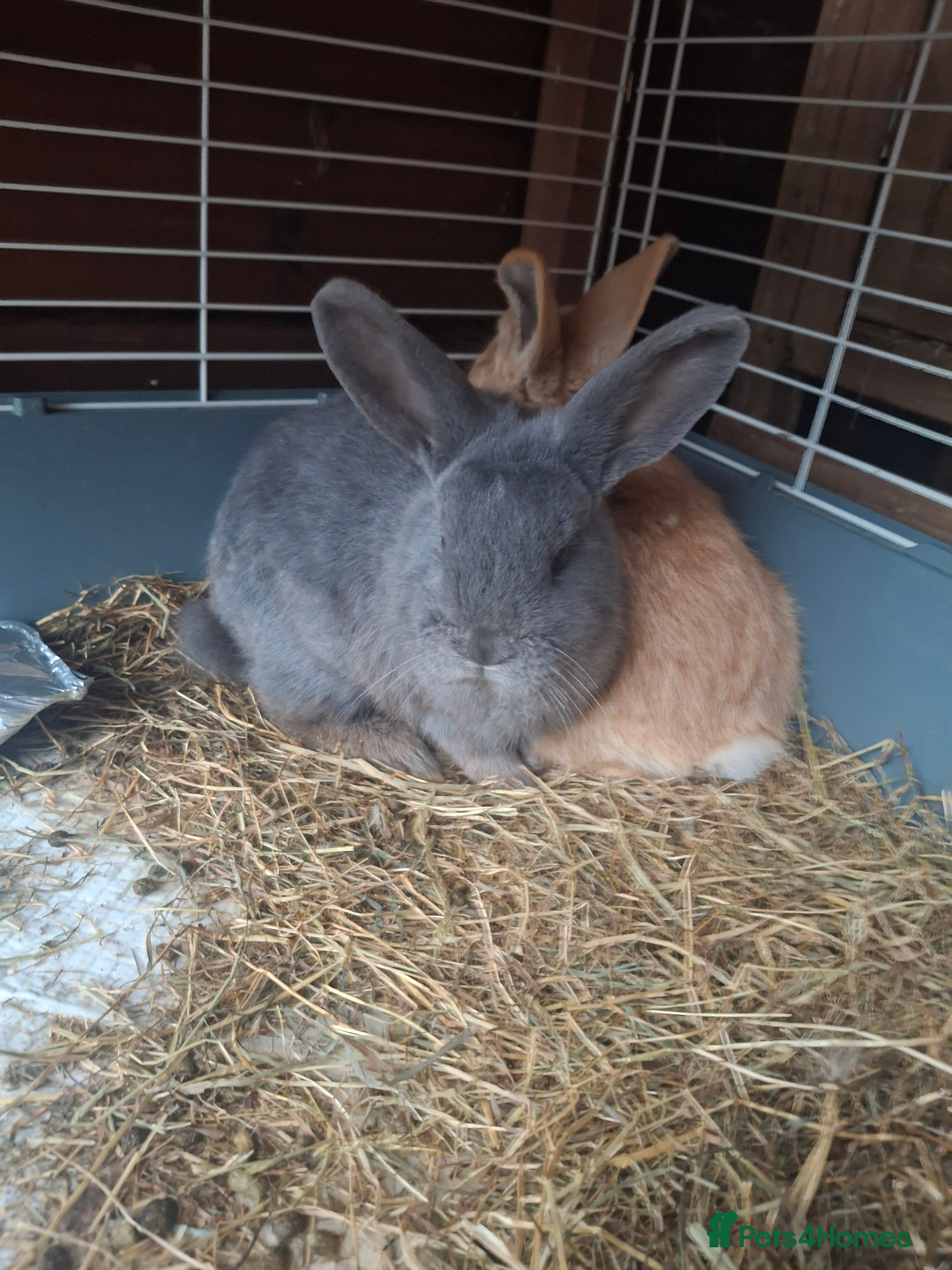 Mixed Breed rabbits rex x mini lop **still available 20/12*** - Advert 13