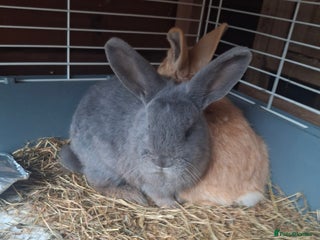 Mixed Breed rabbits rex x mini lop **still available 20/12*** - Advert 13