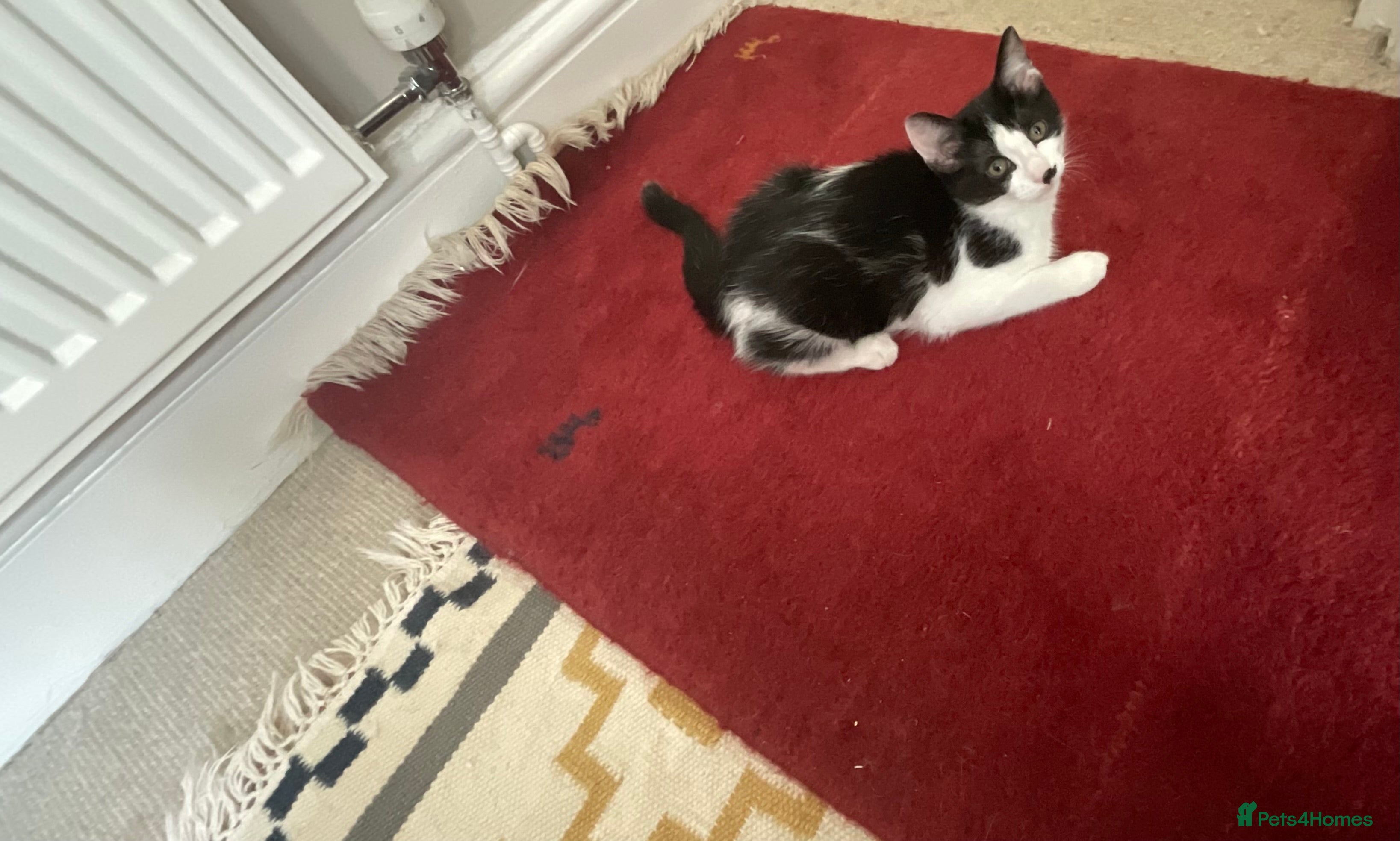 Domestic Shorthair cats 4 Beautiful Kittens Ready for their Forever Homes - Advert 2