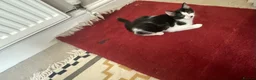 Domestic Shorthair cats for sale: 4 Beautiful Kittens Ready for their Forever Homes - Advert 2