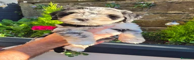 Puppy 2 - Speckles