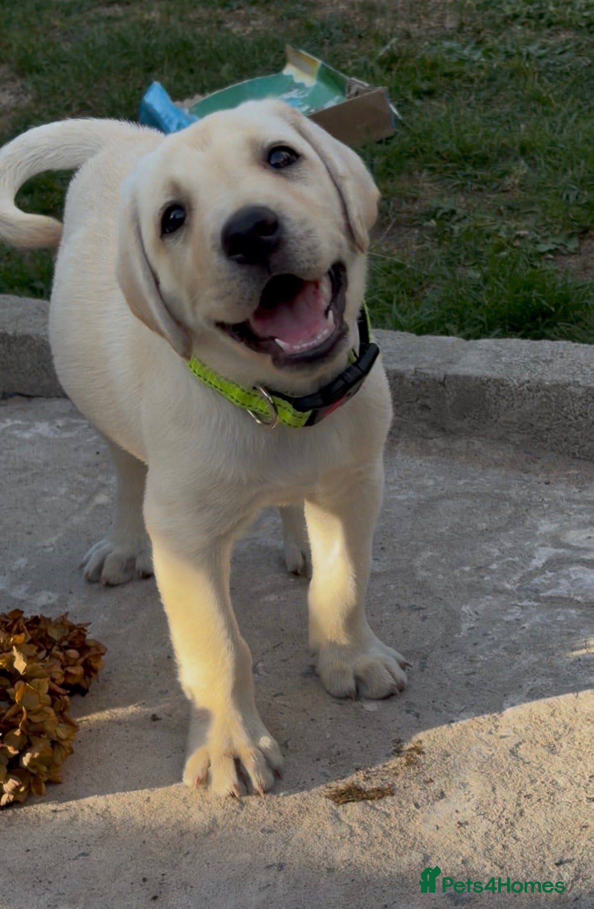 Labrador Retriever dogs 💙💚 LAST pedigree boy 💙💚  - Advert 2