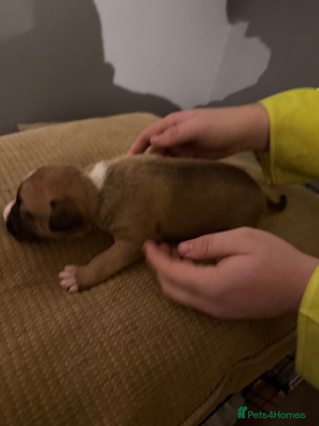 Mixed Breed dogs for sale: Puppies  - Advert 8