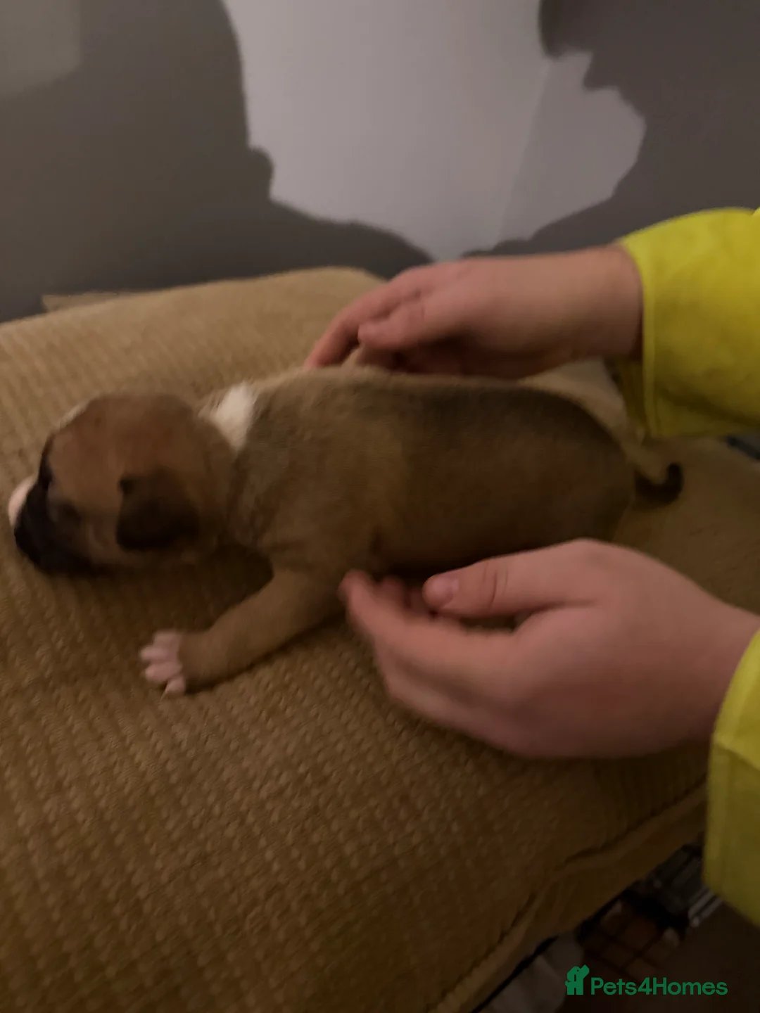 Mixed Breed dogs for sale: Puppies  - Advert 8