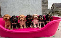 Cocker Spaniel dogs for sale: KC Health tested show type cocker spaniel puppies - Image 1