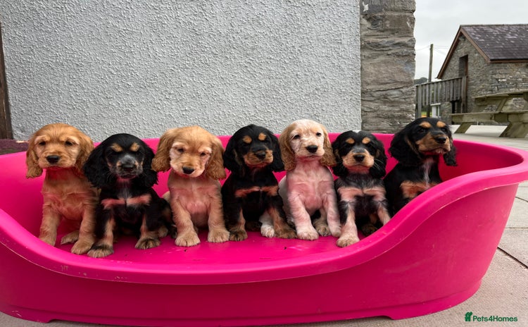 Cocker Spaniel dogs - Advert 1