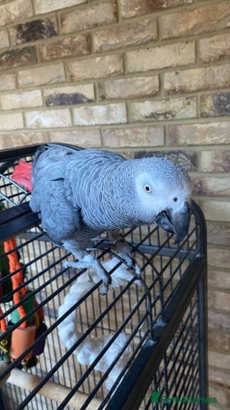 Parrots birds - Advert 12