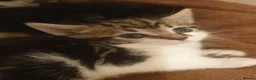 Mixed Breed cats for sale: Sweet Kittens Raised with Love and Children - Advert 14