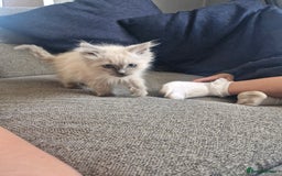 Ragdoll cats for sale: Adorable ragdoll kittens  - Image 4