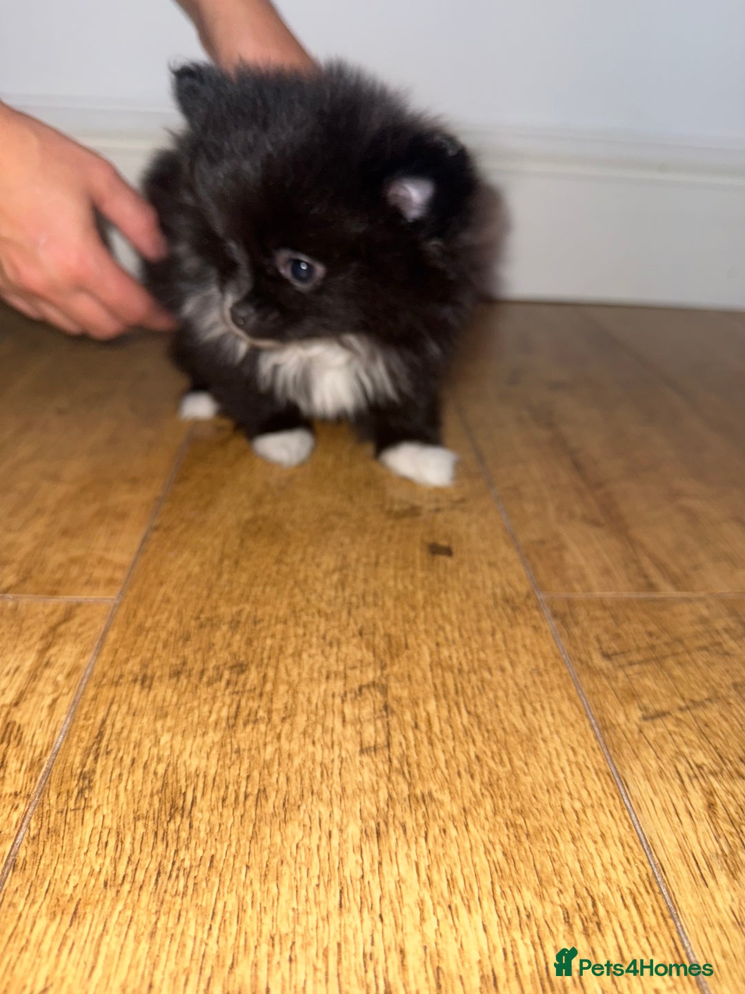 Pomeranian dogs for sale:  Pomeranian puppies  - Advert 7