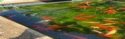 Koi Carp fish for sale: Koi carps for sale  - Advert 9