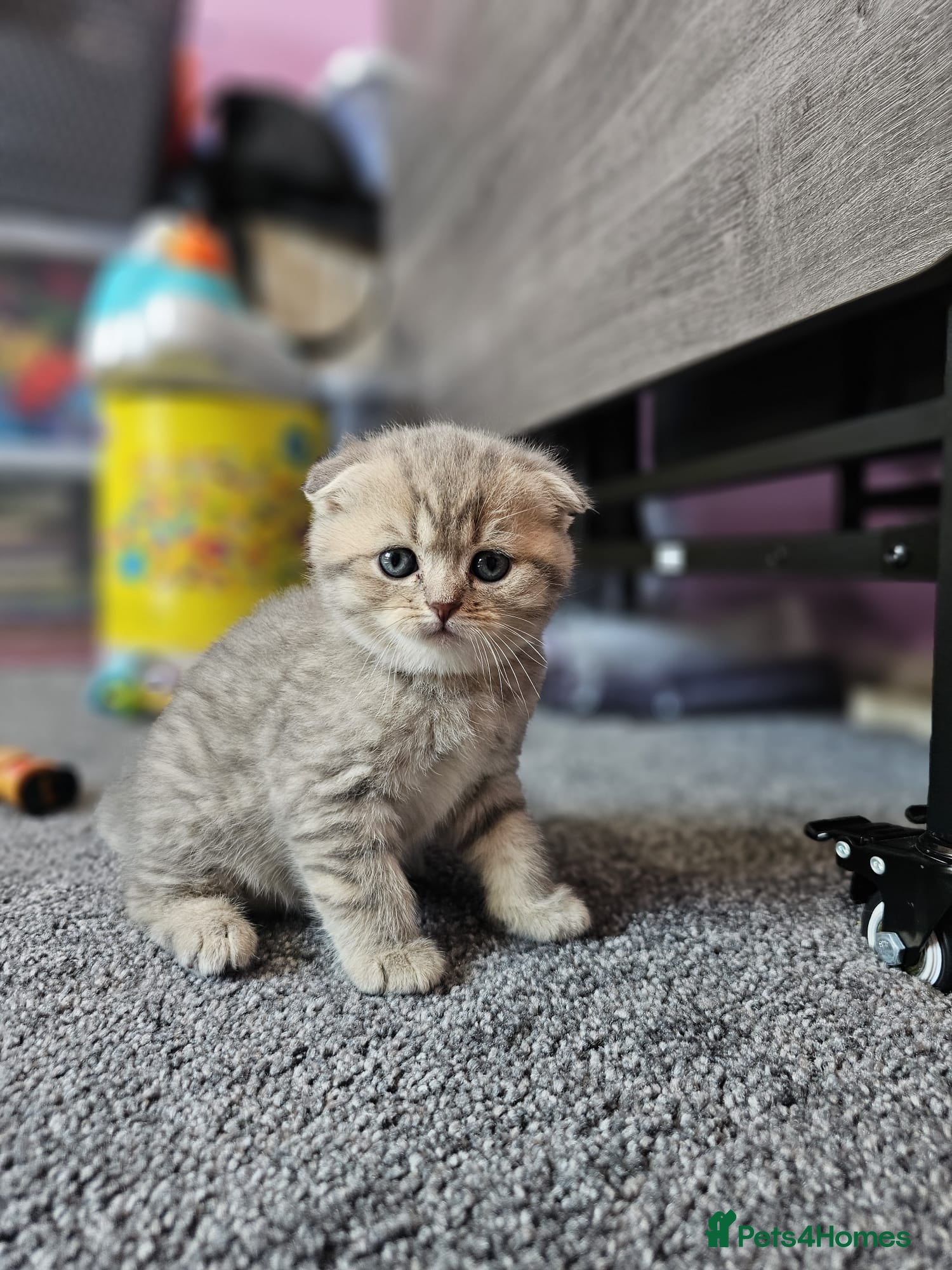 Scottish Fold cats 5 Beautiful Scottish Kittens Ready for Homes 🐾 - Advert 2