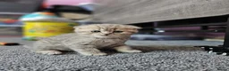 Scottish Fold cats for sale: 5 Beautiful Scottish Kittens Ready for Homes 🐾 - Advert 10