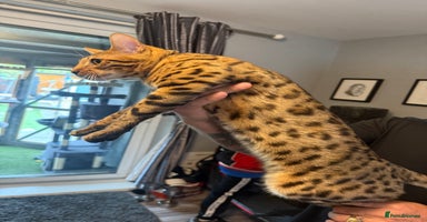 Bengal cats - Advert 15