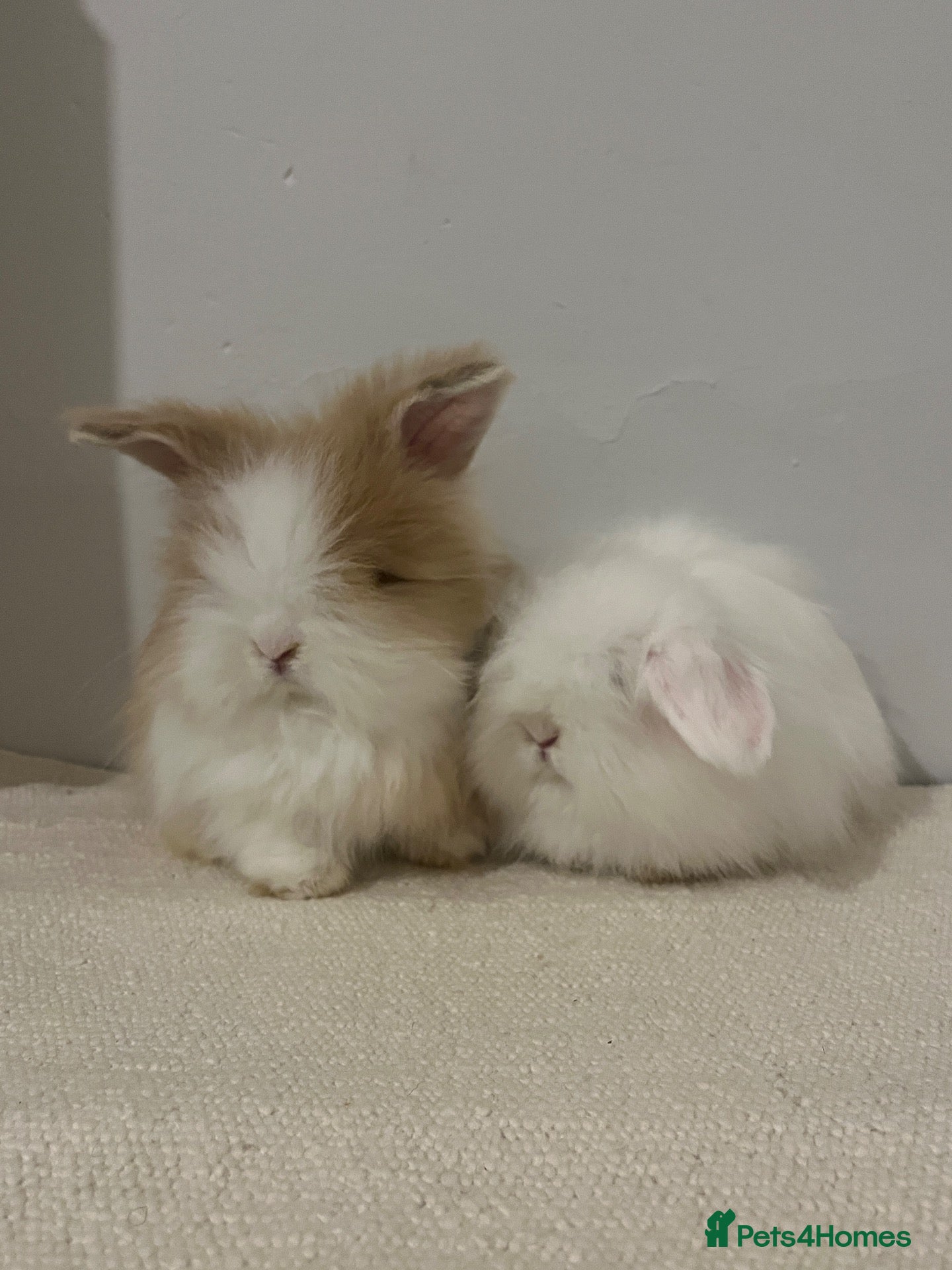 Angora rabbits for sale: Teddy widder ready for 2th Nov - Advert 1