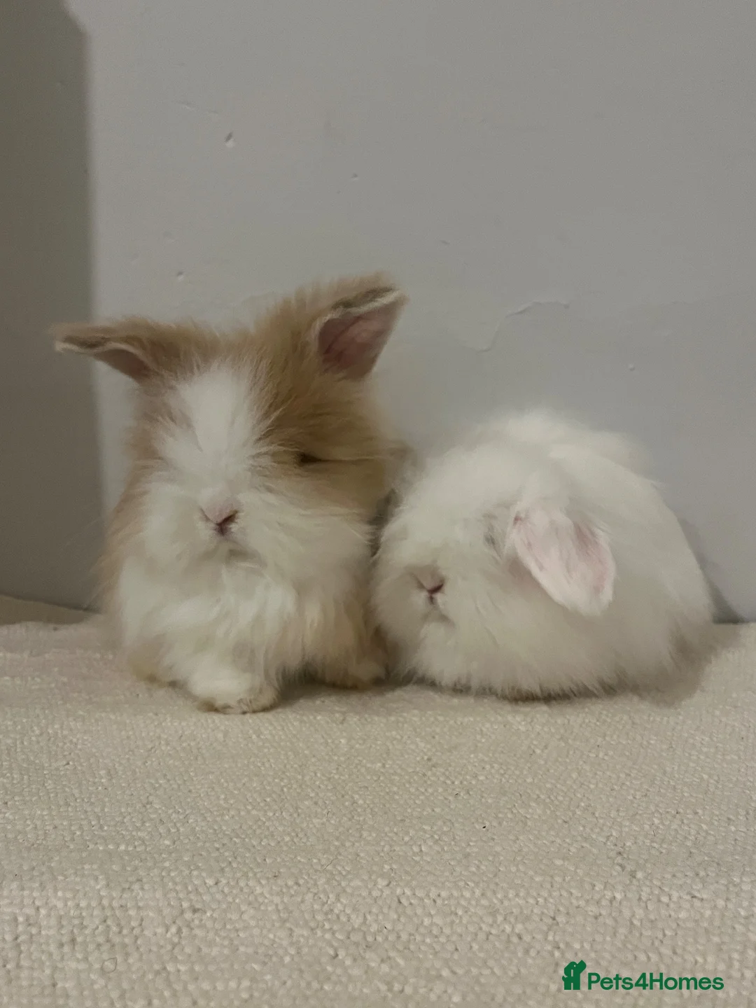 Angora rabbits for sale: Teddy widder ready for 2th Nov - Advert 1