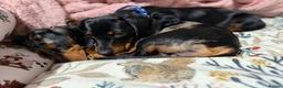 Dachshund dogs for sale: ❤️ Looking for the Right Forever Home for Kizo ❤️ - Advert 7