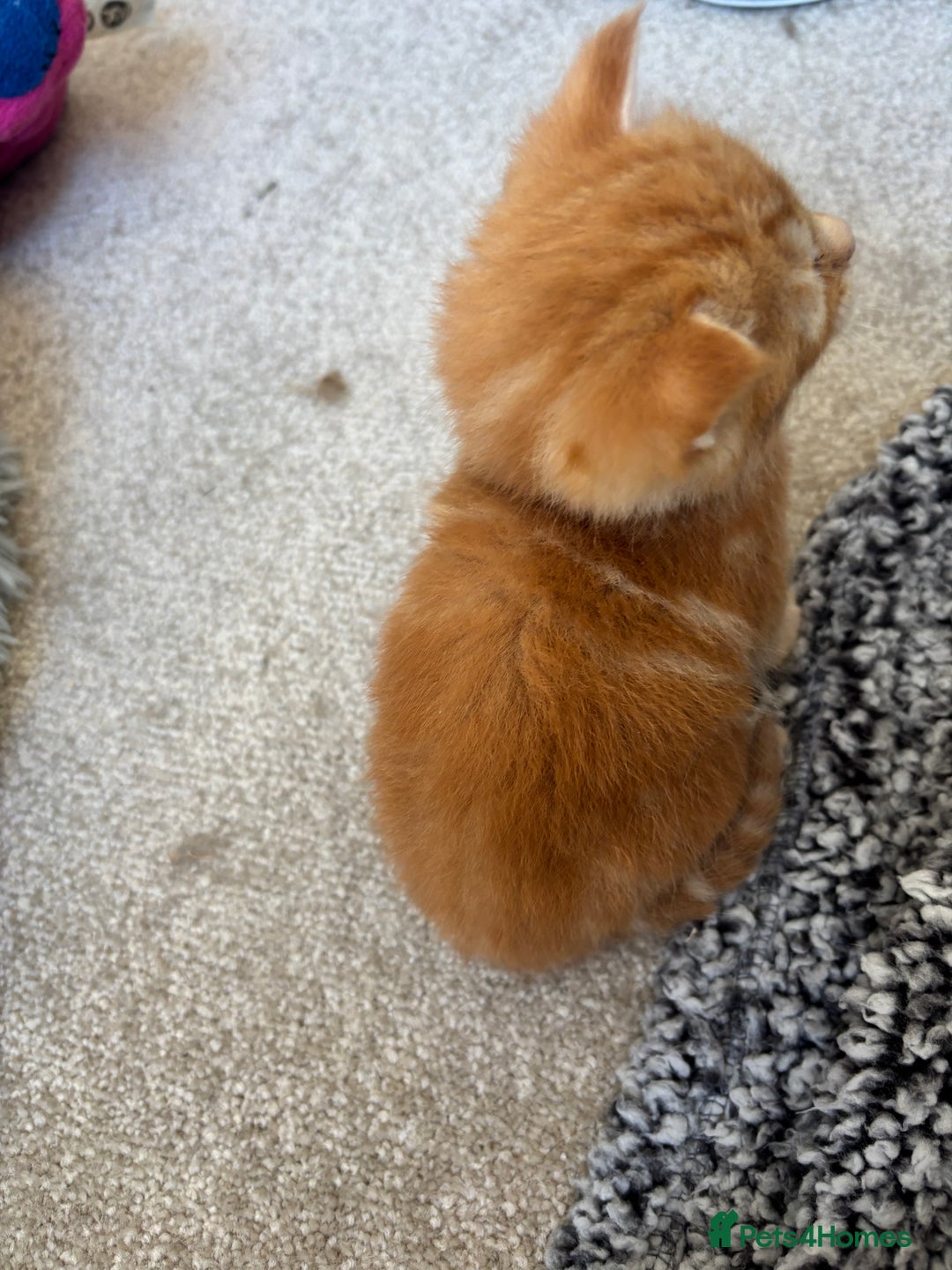 Maine Coon cats for sale: Mainecoon cross  - Image 7