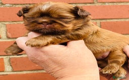 Shih Tzu dogs for sale: Handsome shih tzu boy puppies  - Image 3