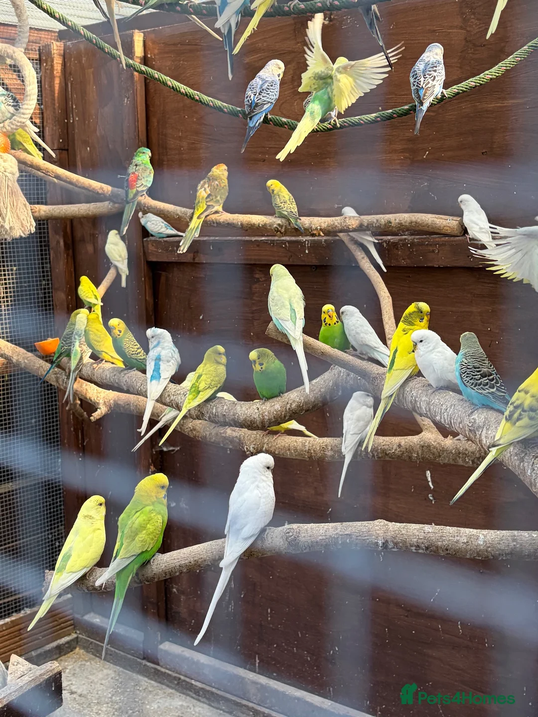 Budgerigars birds for sale: This years Budgies 3-6 months Male & Female - Advert 8