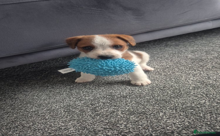 Jack Russell dogs - Advert 1