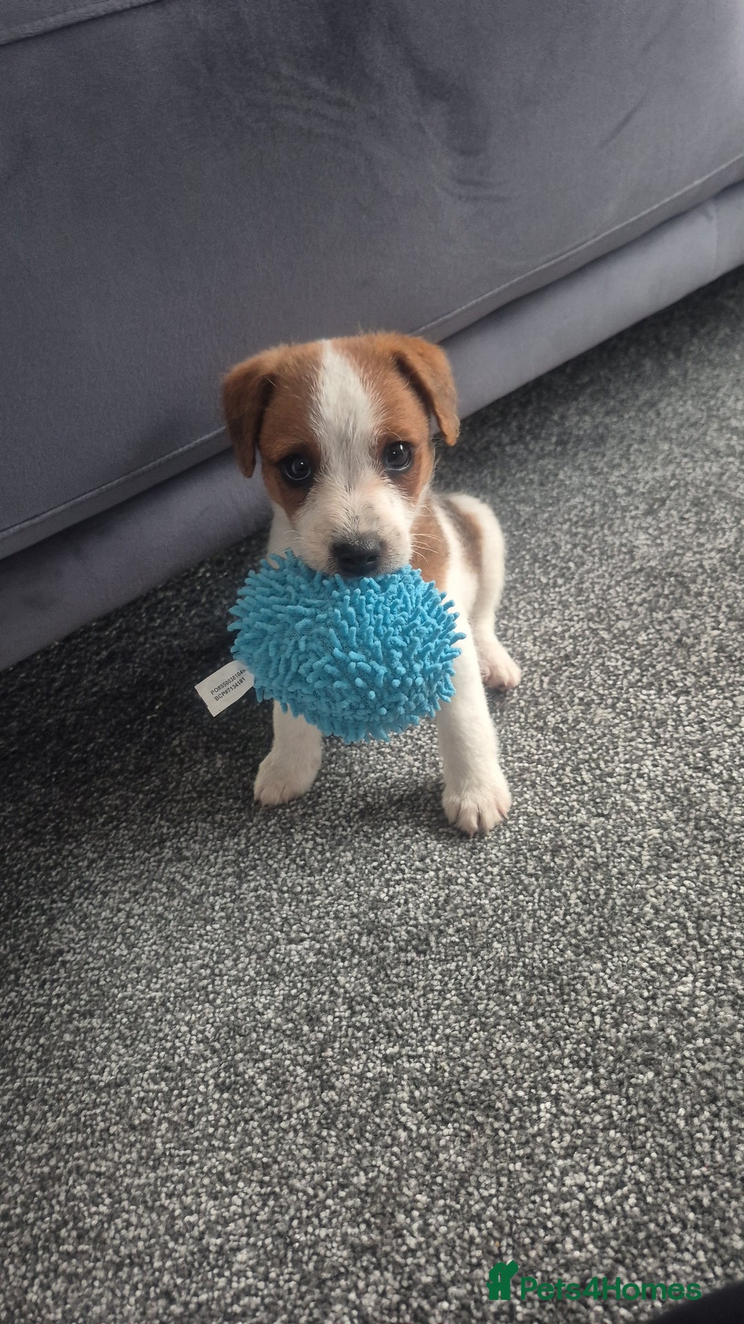Jack Russell dogs for sale: Milo (jack Russell) 11 weeks old. - Image 1