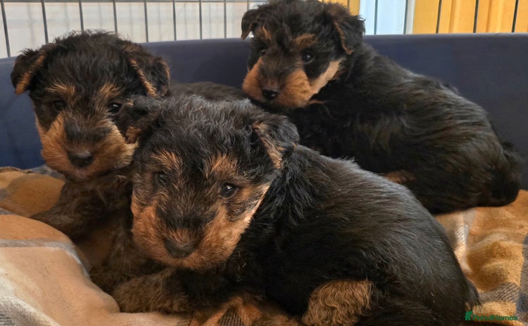 Welsh Terrier dogs - Advert 1