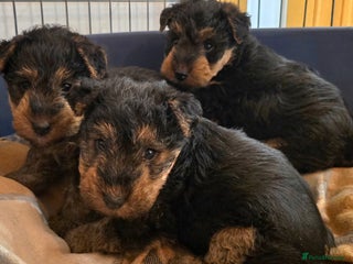 Welsh Terrier dogs - Advert 1
