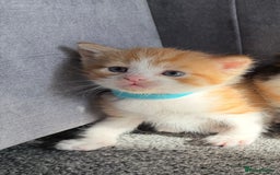 Domestic Shorthair cats for sale: Beautiful kittens 😍 - Image 7