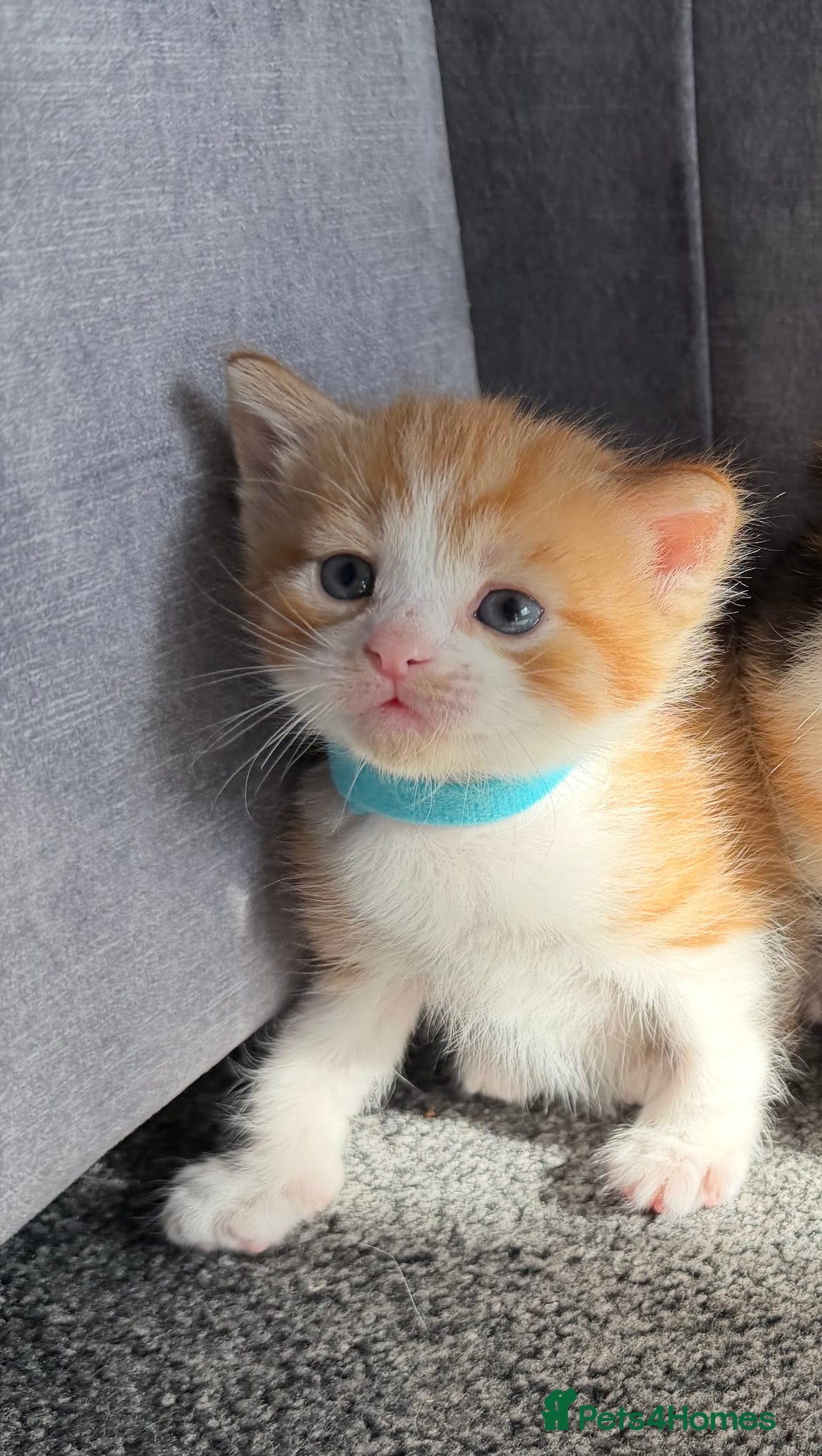 Domestic Shorthair cats for sale: Beautiful kittens 😍 - Image 7