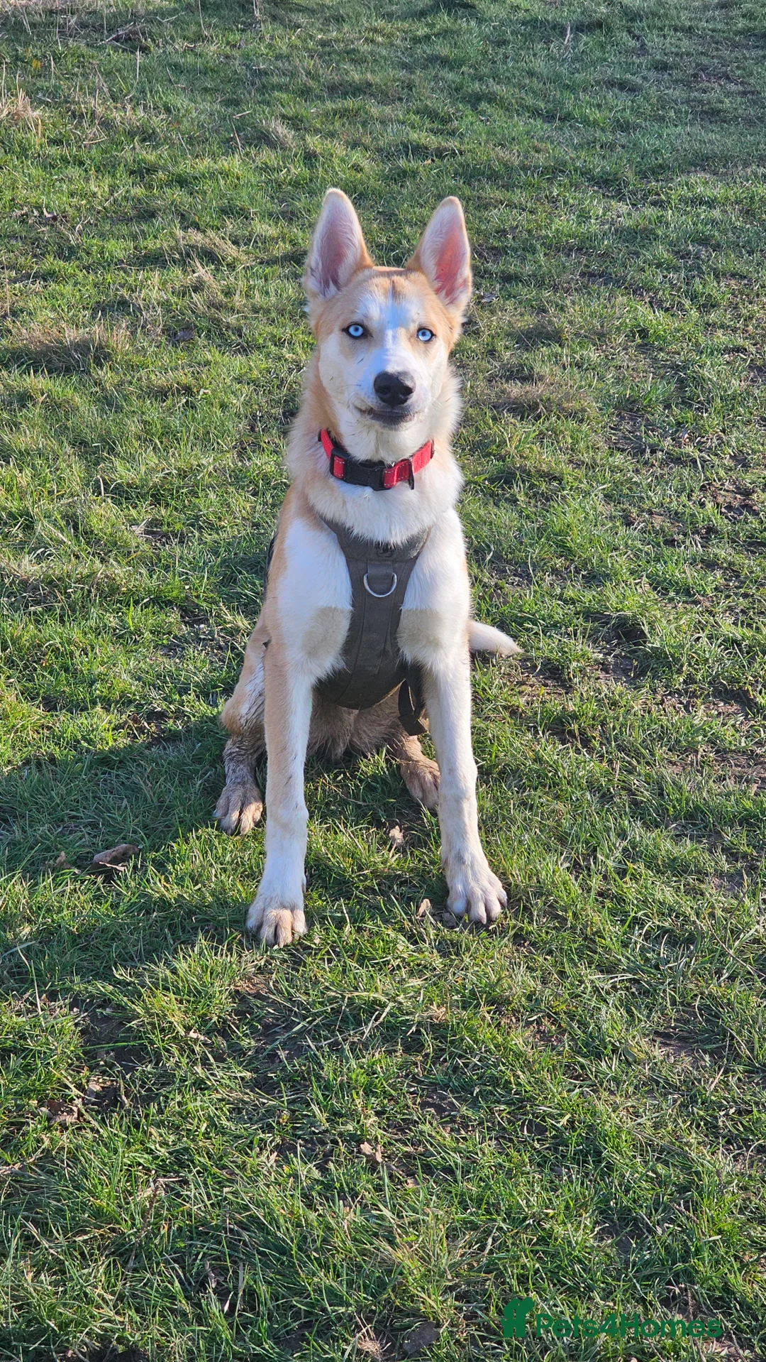 Mixed Breed dogs for sale: 18month ginger husky/collie boy - Advert 1