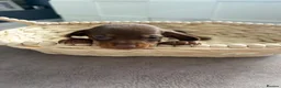 Dachshund dogs for sale: Beautiful littler of dachshund puppies  - Advert 7