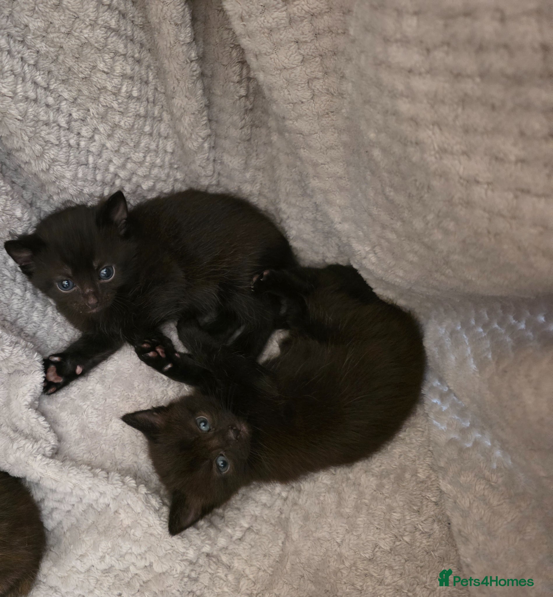Mixed Breed cats 3 female kittens READY TO LEAVE NOW - Advert 7