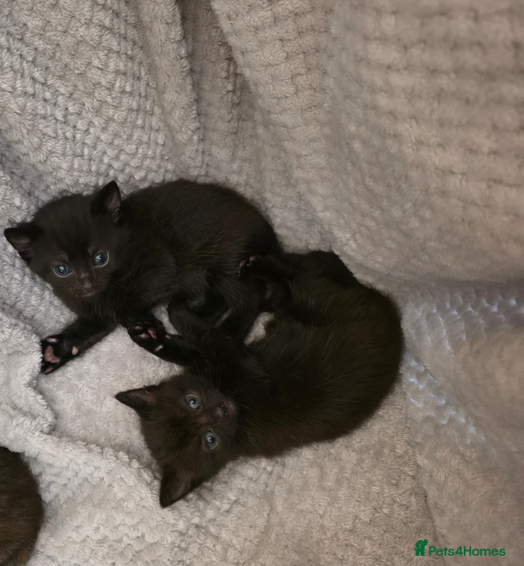 Mixed Breed cats for sale: 3 female kittens READY TO LEAVE NOW in Derby - Advert 1