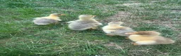 Geese poultry for sale: white sebastopol goslings in Biggleswade - Advert 5