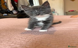 Domestic Shorthair cats for sale: Gray kitten - Image 2