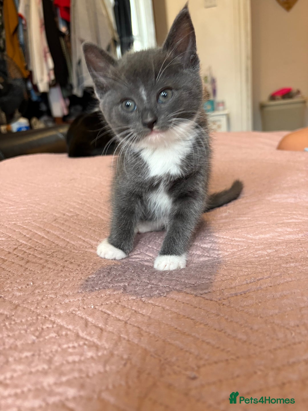Domestic Shorthair cats for sale: Gray kitten - Image 2