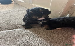 Toy Poodle dogs for sale: KC toy poodle puppies - Image 16