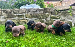 Miniature Dachshund dogs for sale: Kc reg PRA clear miniature dachshund puppies  - Image 6