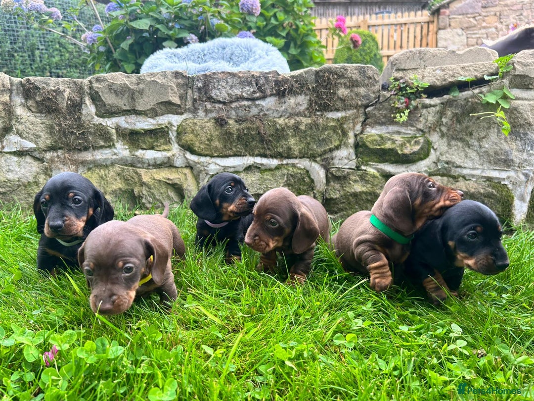 Miniature Dachshund dogs for sale: Kc reg PRA clear miniature dachshund puppies  - Image 6