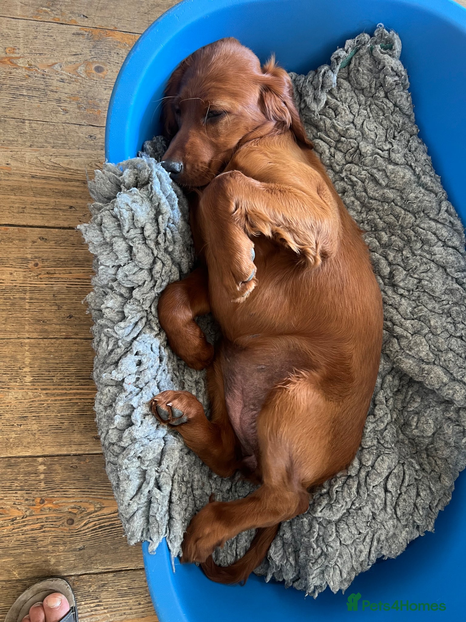 Irish Setter dogs for sale: Quality IRISH SETTER Puppies - Advert 1