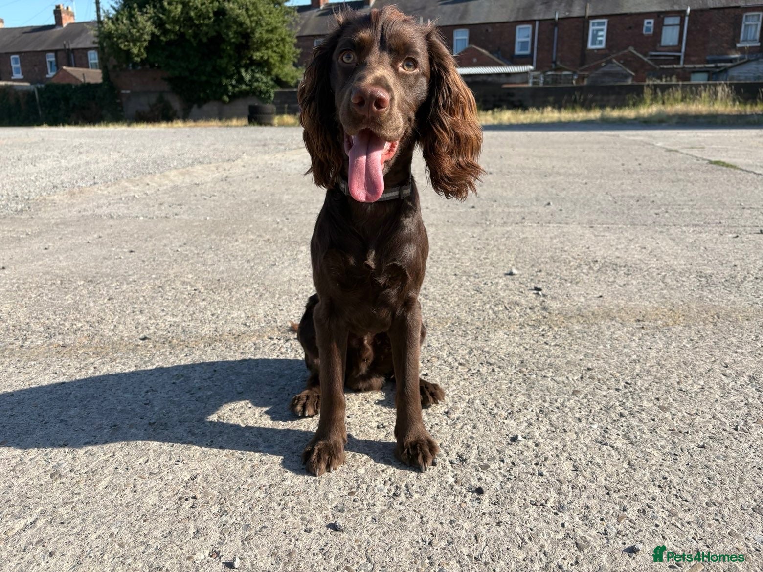 Cocker Spaniel dogs Make cocker spaniel  - Advert 1