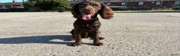 Cocker Spaniel dogs for sale: Make cocker spaniel  - Advert 1